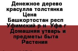 Денежное дерево (красулла,толстянка) › Цена ­ 300 - Башкортостан респ., Уфимский р-н, Уфа г. Домашняя утварь и предметы быта » Растения   